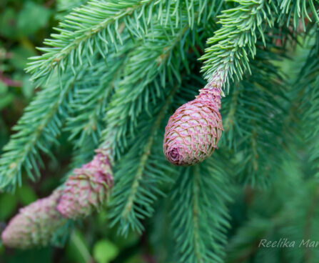 2705_7800_Picea_abies_Acrocona_.JPG