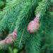 2705_7800_Picea_abies_Acrocona_.JPG