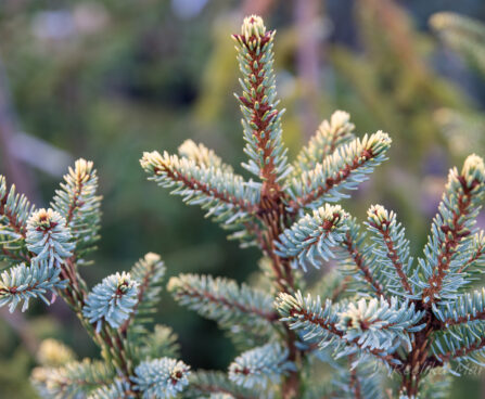 2708_6354_Picea_omorika_Aurea_.jpg