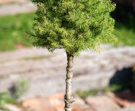 2720_9881_Picea_glauca_Conica_PA_kanada_kuusk_2.jpg