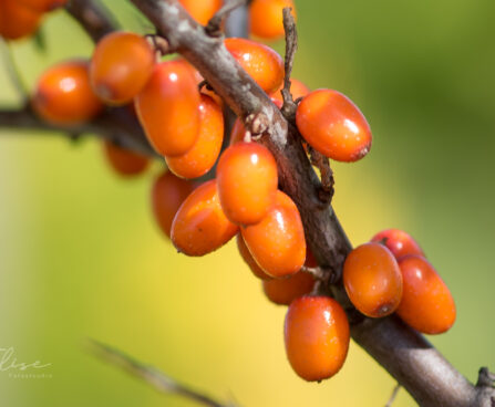 2723_9221_Hippophae_rhamnoides_Botanitseskaja_.JPG