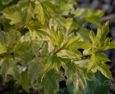 2725_9039_Physocarpus_opulifolius_Annys_Gold__2.JPG