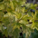 2725_9039_Physocarpus_opulifolius_Annys_Gold__2.JPG