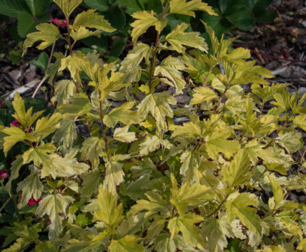 2725_9040_Physocarpus_opulifolius_Annys_Gold_.JPG