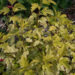 2725_9040_Physocarpus_opulifolius_Annys_Gold_.JPG