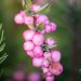 2729_10940_Symphoricarpos_x_doorenbosii_Mother_of_Pearl__lumimari_4.jpg