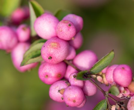 2729_10941_Symphoricarpos_x_doorenbosii_lumimari_5.jpg