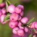 2729_10941_Symphoricarpos_x_doorenbosii_lumimari_5.jpg