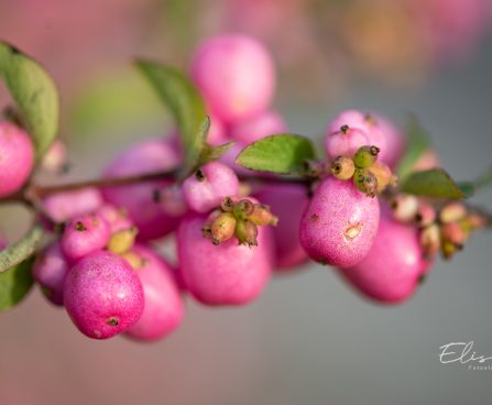 2729_10942_Symphoricarpos_x_doorenbosii_Mother_of_Pearl__lumimari_6.jpg