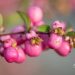 2729_10942_Symphoricarpos_x_doorenbosii_Mother_of_Pearl__lumimari_6.jpg