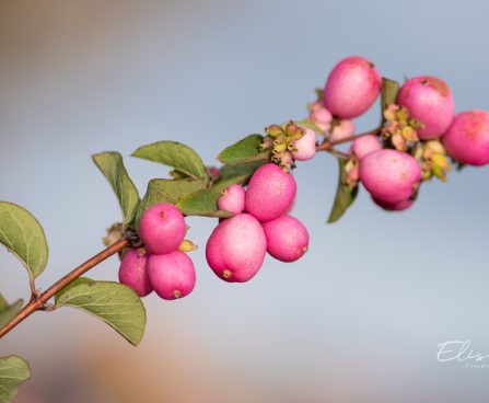 2729_10943_Symphoricarpos_x_doorenbosii_Mother_of_Pearl__lumimari_7.jpg