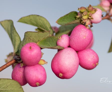 2729_10944_Symphoricarpos_x_doorenbosii, lumimari_8.jpg