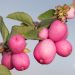 2729_10944_Symphoricarpos_x_doorenbosii, lumimari_8.jpg