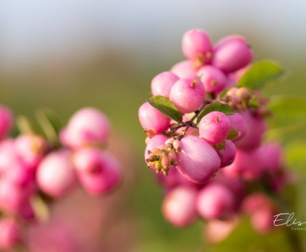 2729_10946_Symphoricarpos_x_doorenbosii_Mother_of_Pearl__lumimari..jpg