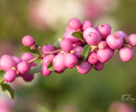 2729_10947_Symphoricarpos_x_doorenbosii_Mother_of_Pearl__lumimari.jpg