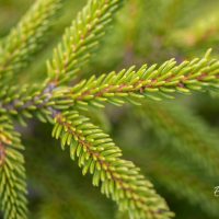 2738_9914_Picea_orientalis_Golden_Start__idakuusk_3.jpg