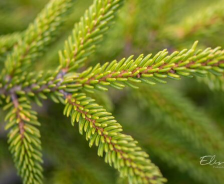 2738_9914_Picea_orientalis_Golden_Start__idakuusk_3.jpg