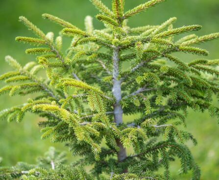 2738_9915_Picea_orientalis_Golden_Start__idakuusk_2.jpg