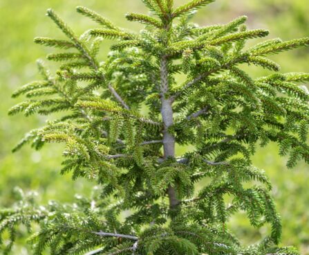 2738_9916_Picea_orientalis_Golden_Start__idakuusk.jpg