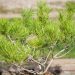 2741_9964_Pinus_densiflora_Alice_Verkade_kalmumand_2.jpg