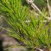 2741_9965_Pinus_densiflora_Alice_Verkade_kalmumand_3.jpg