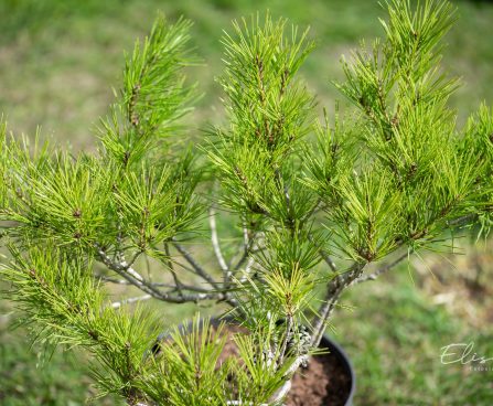 2741_9966_Pinus_densiflora_Alice_Verkade_kalmumand.jpg