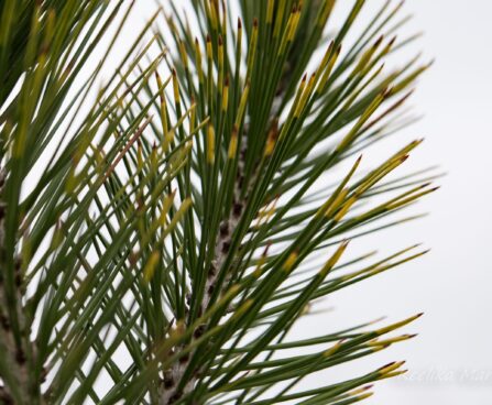 2743_6939_Pinus_leucodermis_Aureospicata__3.JPG