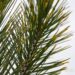 2743_6939_Pinus_leucodermis_Aureospicata__3.JPG