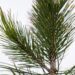 2743_6940_Pinus_leucodermis_Aureospicata__2.JPG