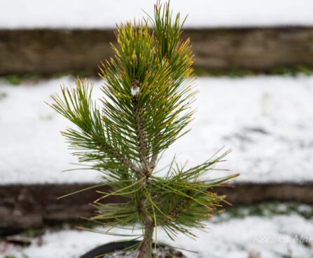 2743_6941_Pinus_leucodermis_Aureospicata_.JPG