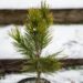 2743_6941_Pinus_leucodermis_Aureospicata_.JPG