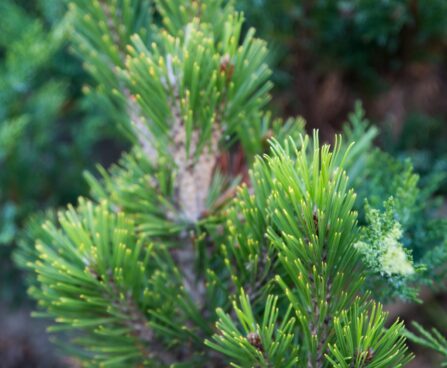 2744_6544_Pinus_leucodermis_Malinki_.JPG