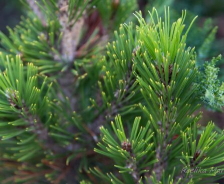 2744_6545_Pinus_leucodermis_Malinki_1.JPG