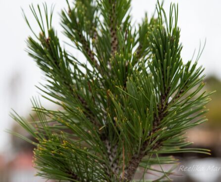 2744_6937_Pinus_leucodermis_Malinki__3.JPG