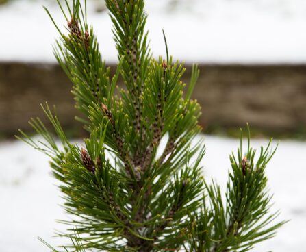 2744_6938_Pinus_leucodermis_Malinki_.JPG