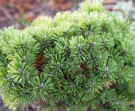 2746_6558_Pinus_mugo_Allgau_.JPG