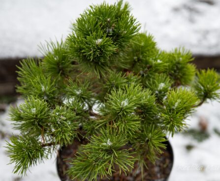 2746_6900_Pinus_mugo_Allgau_.JPG