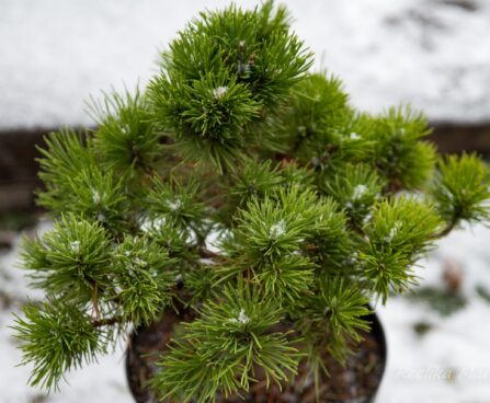 2746_6900_Pinus_mugo_Allgau_.JPG