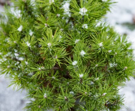 2747_6904_Pinus_mugo_Benjamin_.JPG