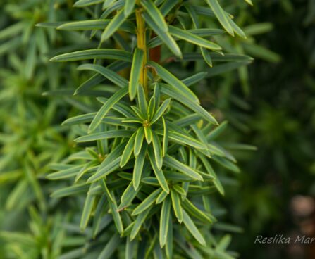 2754_6665_Taxus_baccata_David__2.JPG