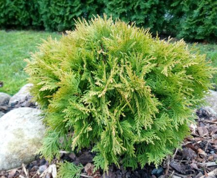 2764_7339_Thuja_occidentalis_Mirjam__2.JPG