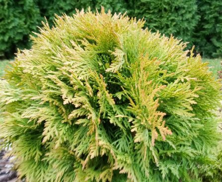 2764_7340_Thuja_occidentalis_Mirjam_.JPG