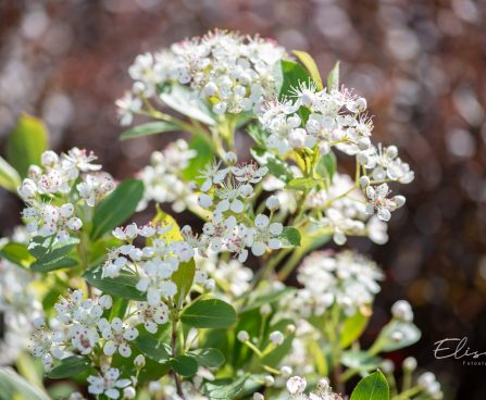 2767_10042_Aronia_melanocarpa_Hugin_tume_aroonia.jpg