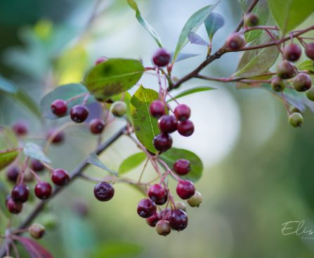 2767_9129_Aronia_melanocarpa_Hugin_.JPG