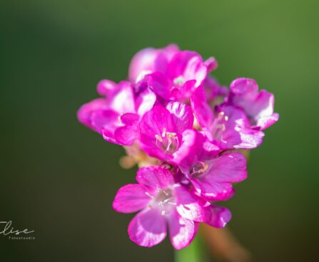 2770_10116_Armeria_maritima_Armada_Rose__aed-merikann.jpg