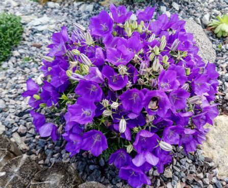 2774_7259_Campanula_carpatica_Pearl_Blue_.JPG