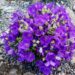 2774_7259_Campanula_carpatica_Pearl_Blue_.JPG