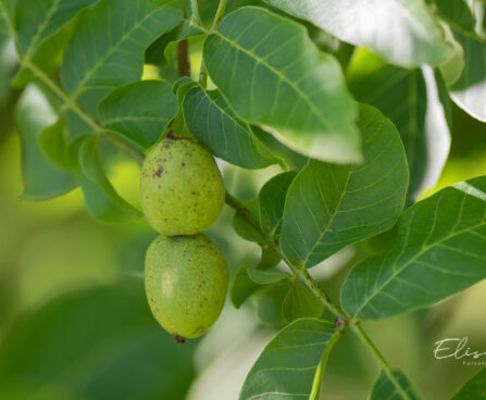 2792_10854_Juglans_regia_kreeka_pahklipuu_3.jpg