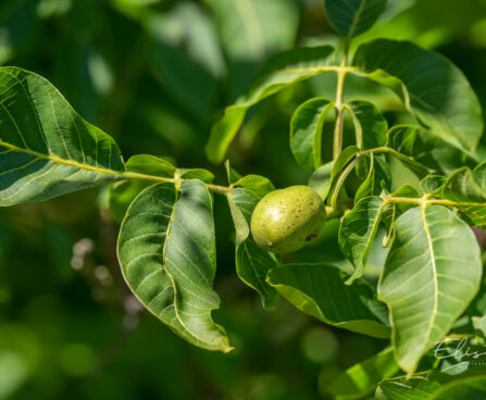 2792_10855_Juglans_regia_kreeka_pahklipuu.jpg