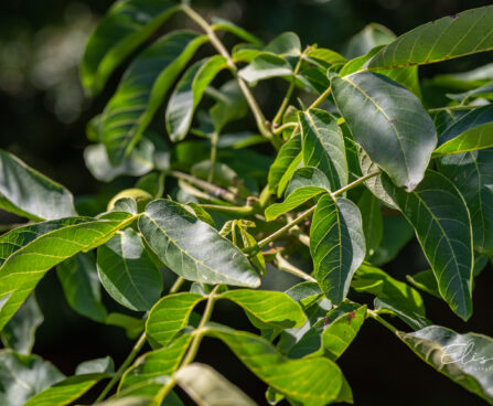 2792_10856_Juglans_regia_kreeka_pahklipuu_2.jpg